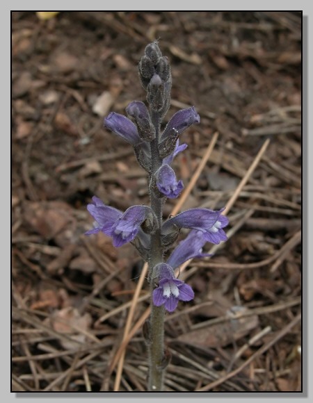 Lathyrus aphaca -Trifolium cfr. cherleri - Orobanche ramosa - Pisum sativum